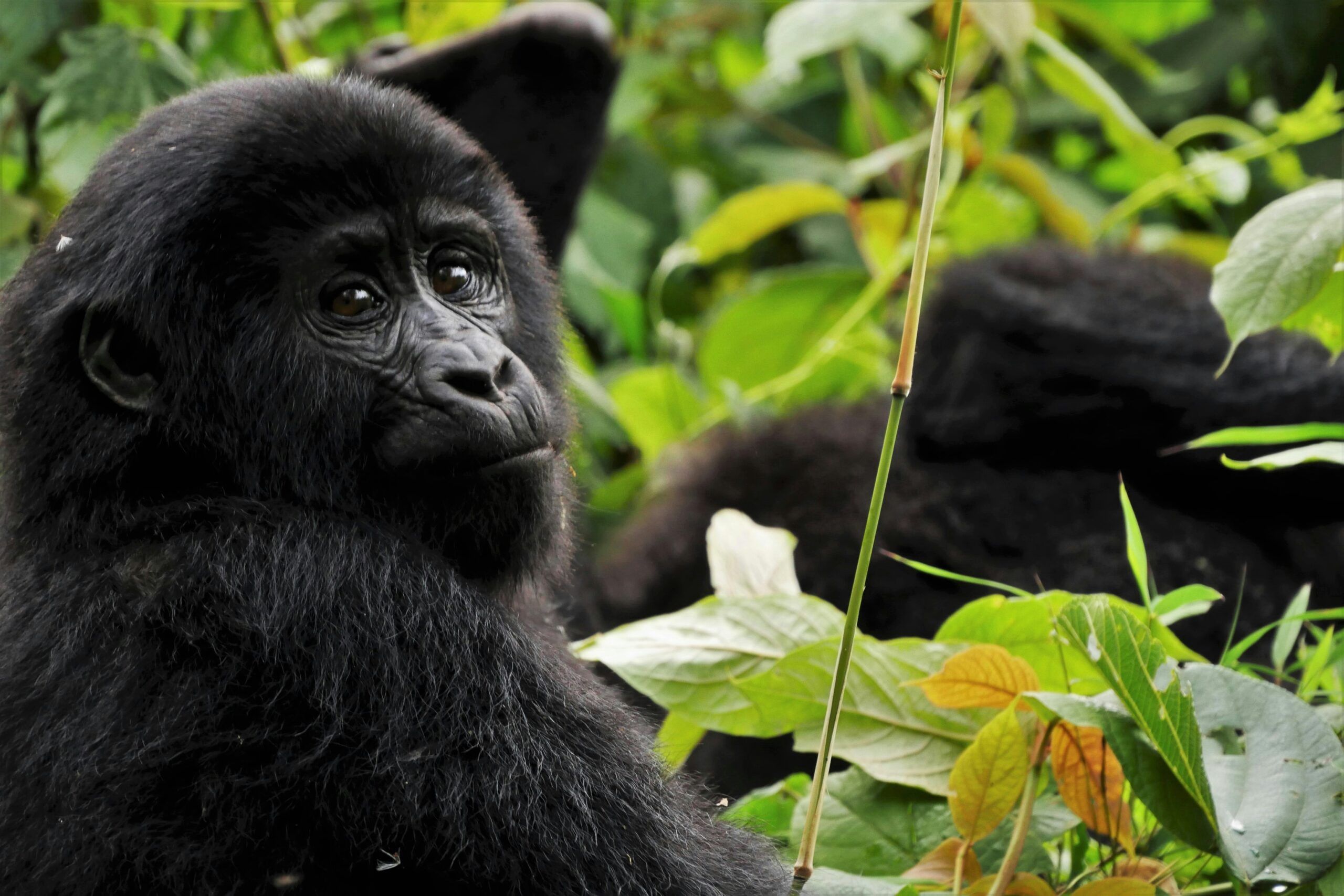 Rwanda vs Uganda Gorilla Trekking: Which is Better?