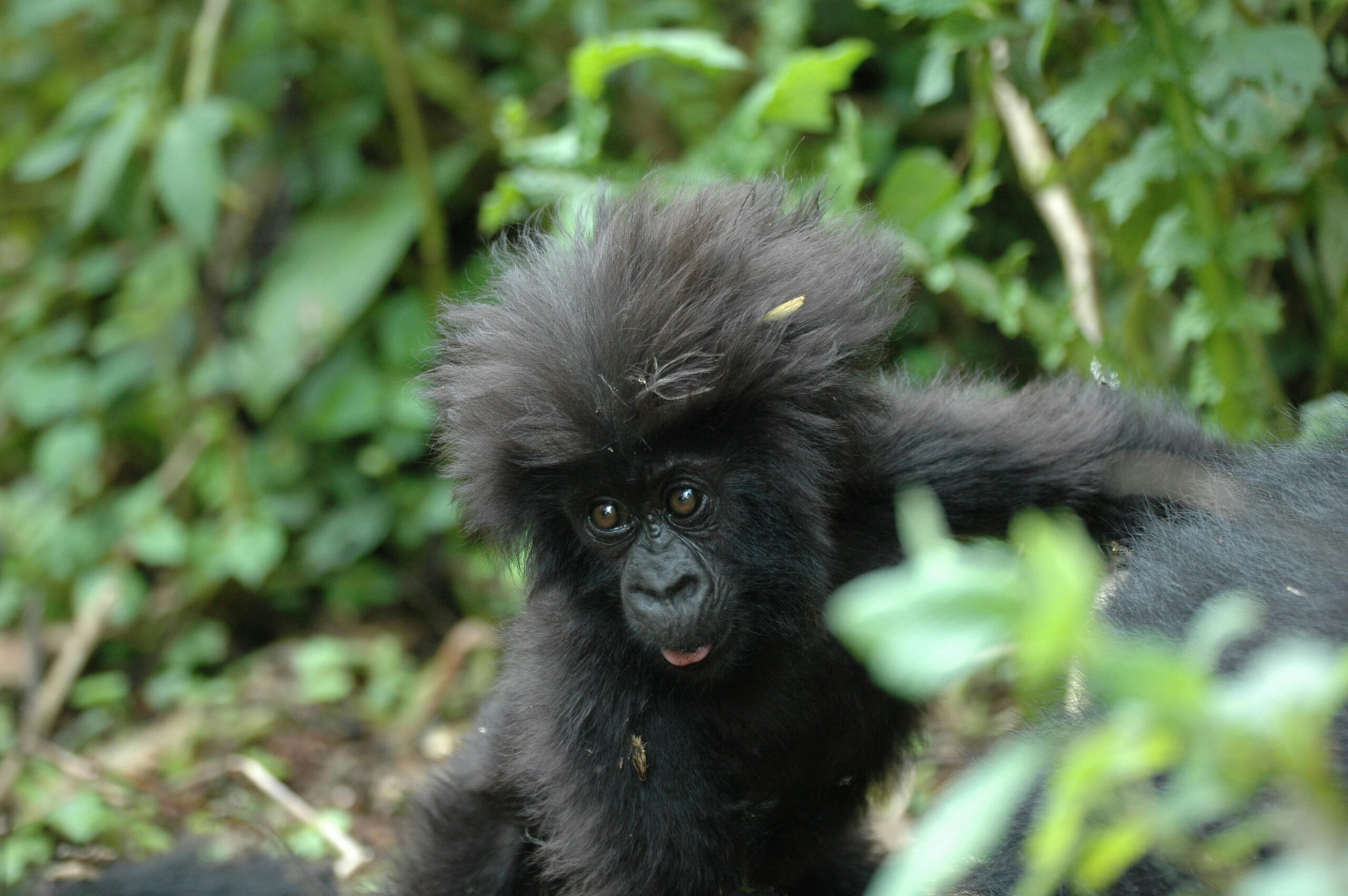 Budget Gorilla Trekking Rwanda: How to Save Money