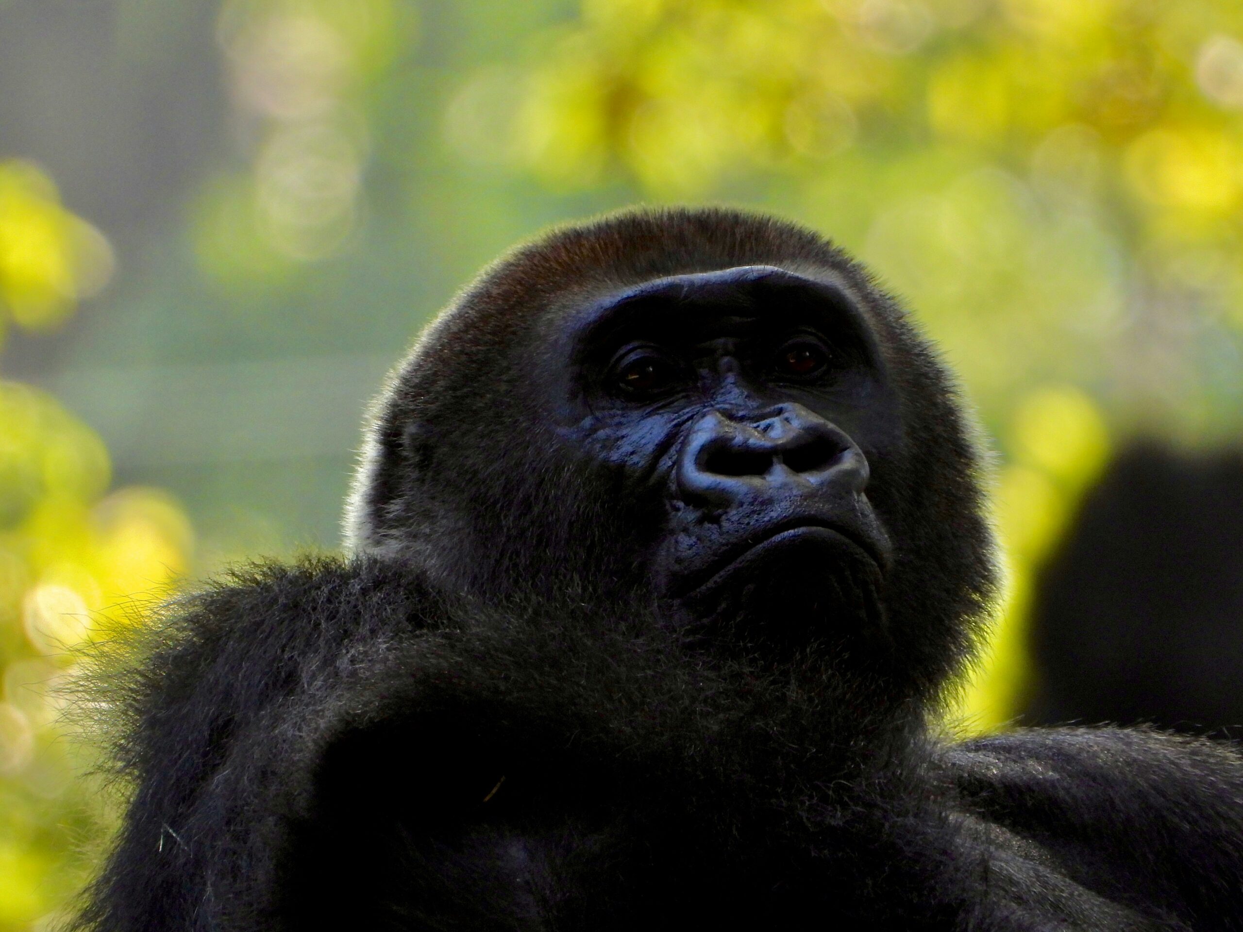 Rwanda Gorilla Trekking Difficulty: Fitness Requirements