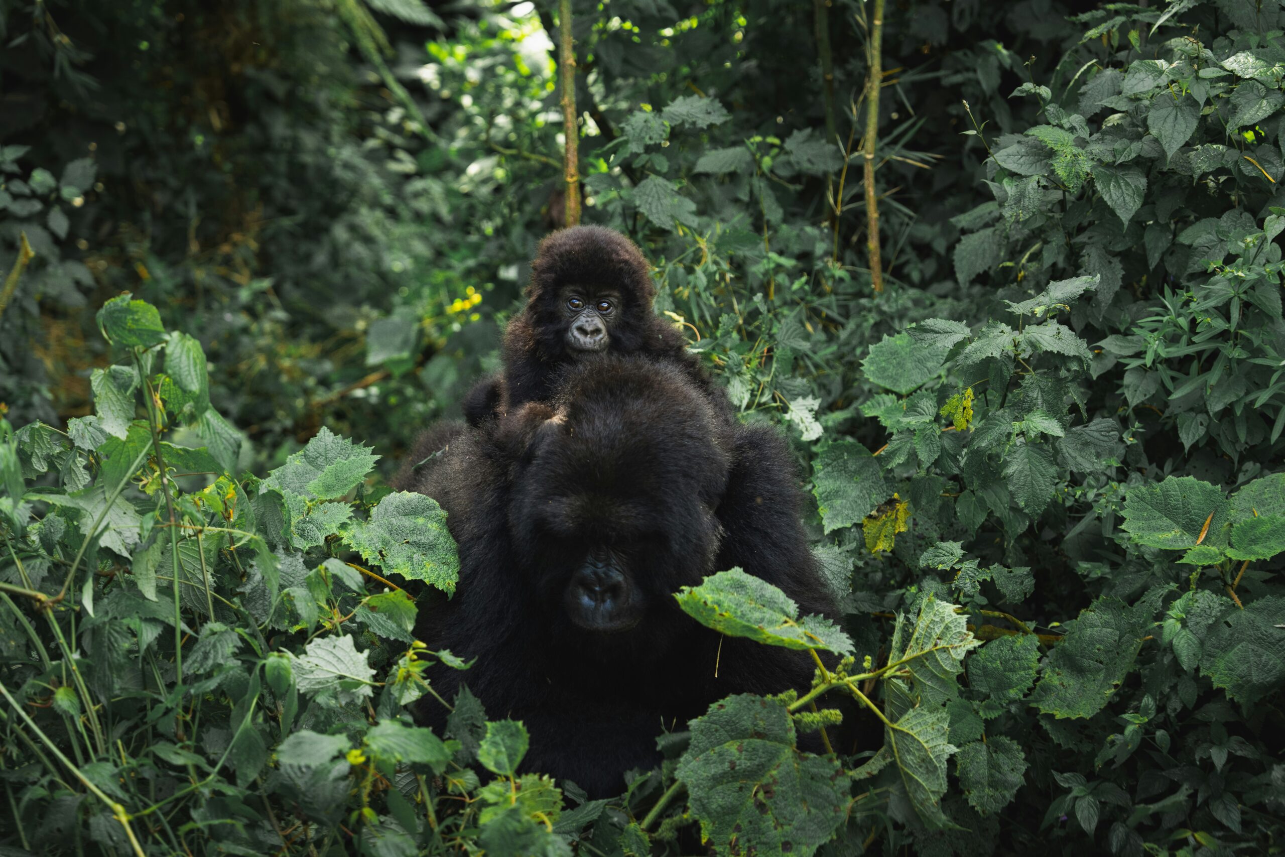 Wet Season Gorilla Trekking Tips