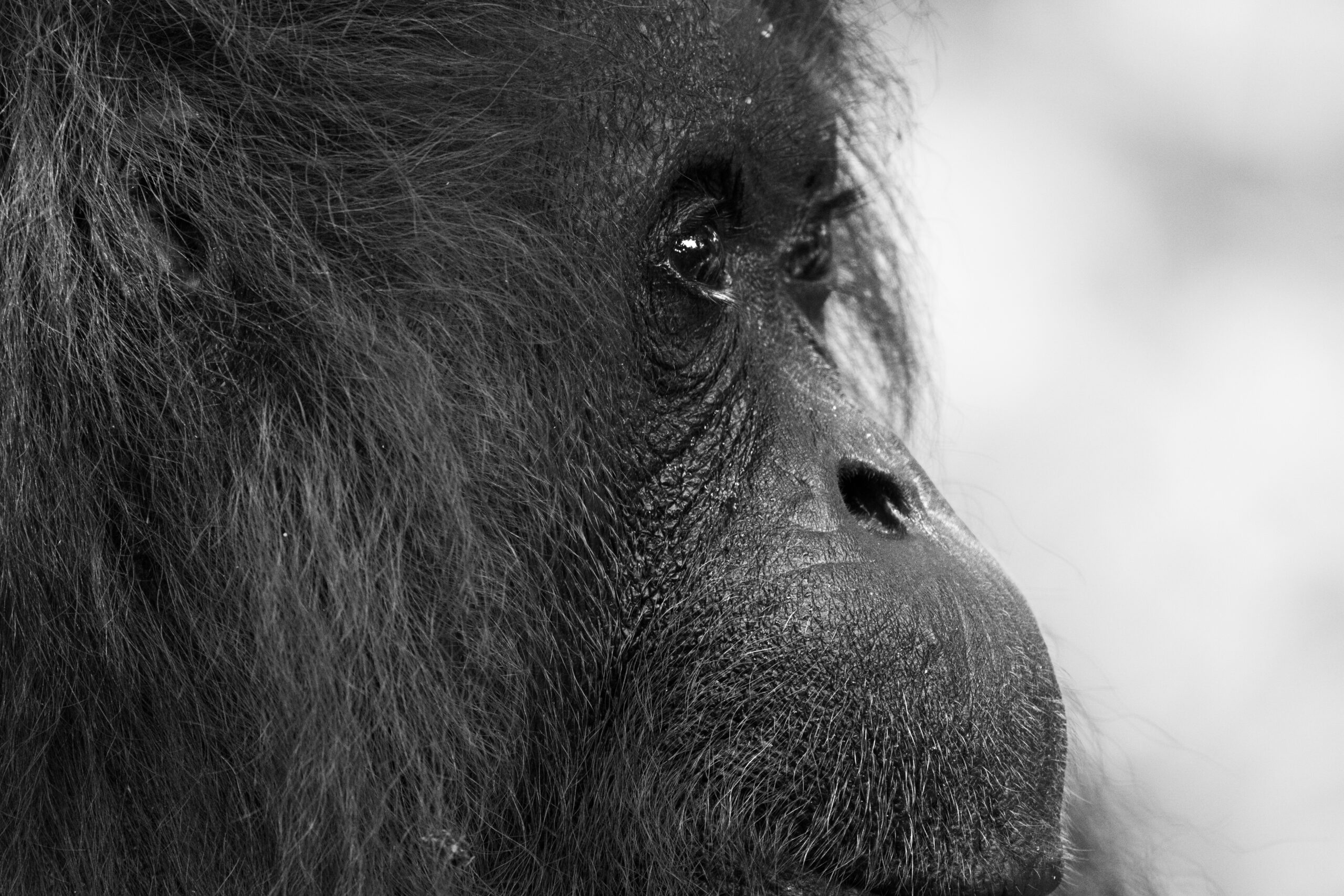 Dian Fossey Gorilla Fund Rwanda: Visiting the Grave