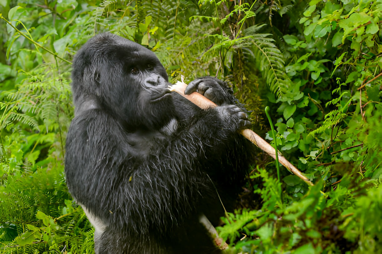 Mountain Gorilla