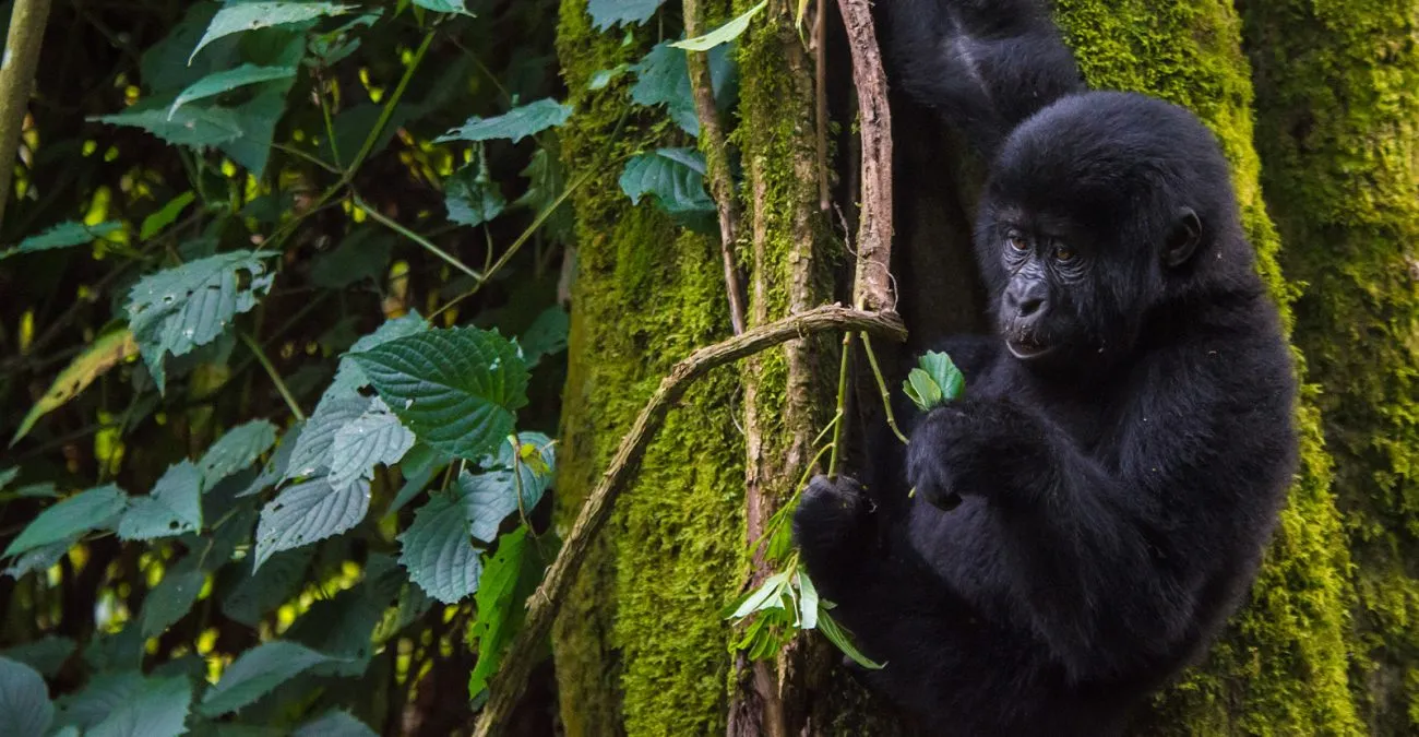 An All-Inclusive Romantic Honeymoon in Rwanda