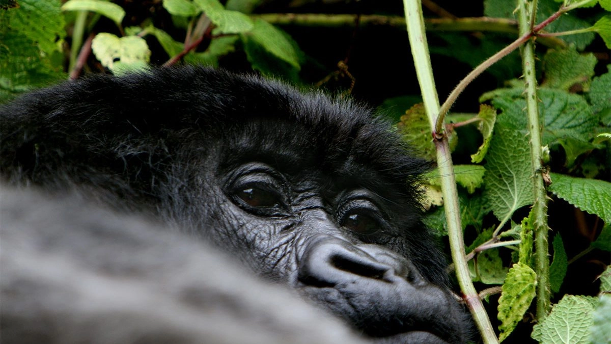 What Do Gorillas Think of Humans?