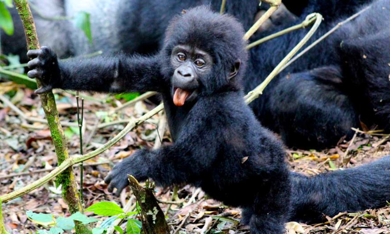 The Largest Primate of the Central African Rainforests