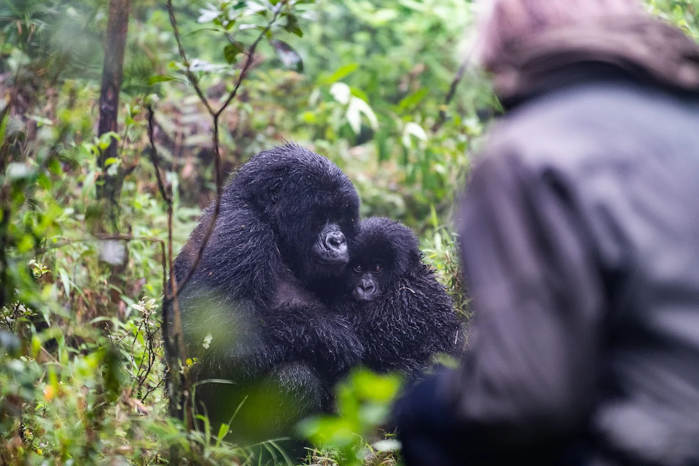 Luxury Gorilla Trekking vs Budget Gorilla Trekking