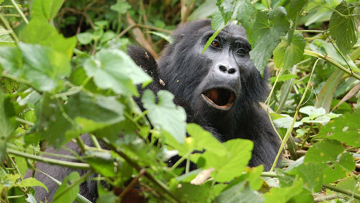 Lowland Gorilla