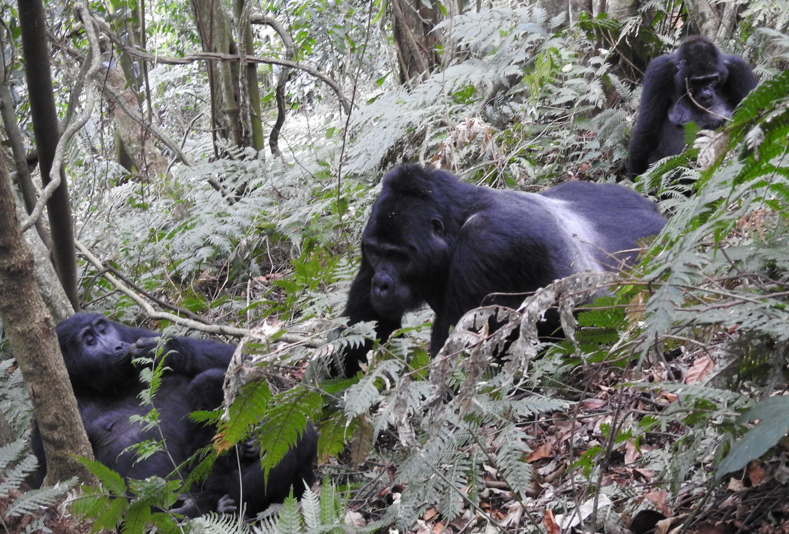 Eastern Lowland Gorilla vs Mountain Gorilla