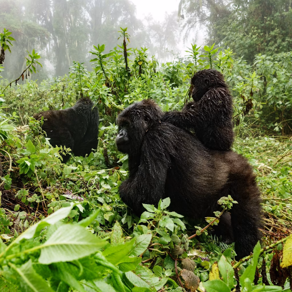 Best Time to Visit Rwanda for Gorilla Trekking