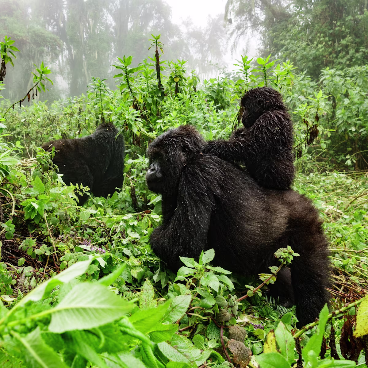 Infant Gorilla Development Stages