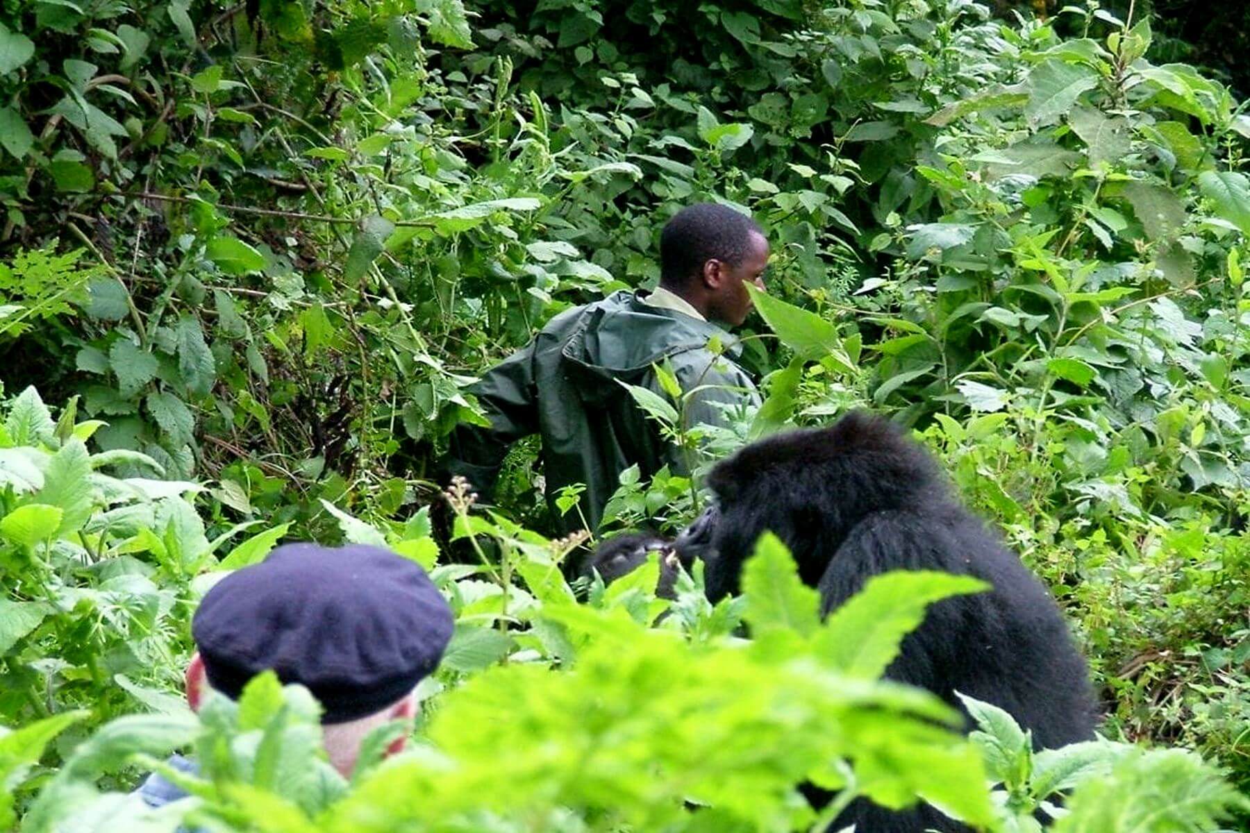Why Choose Private Luxury Gorilla Trekking Safaris?