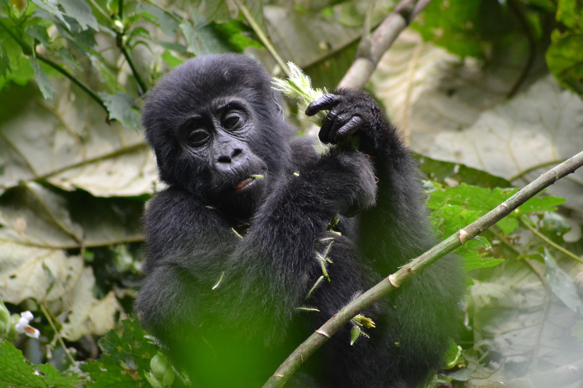 Eastern Gorilla