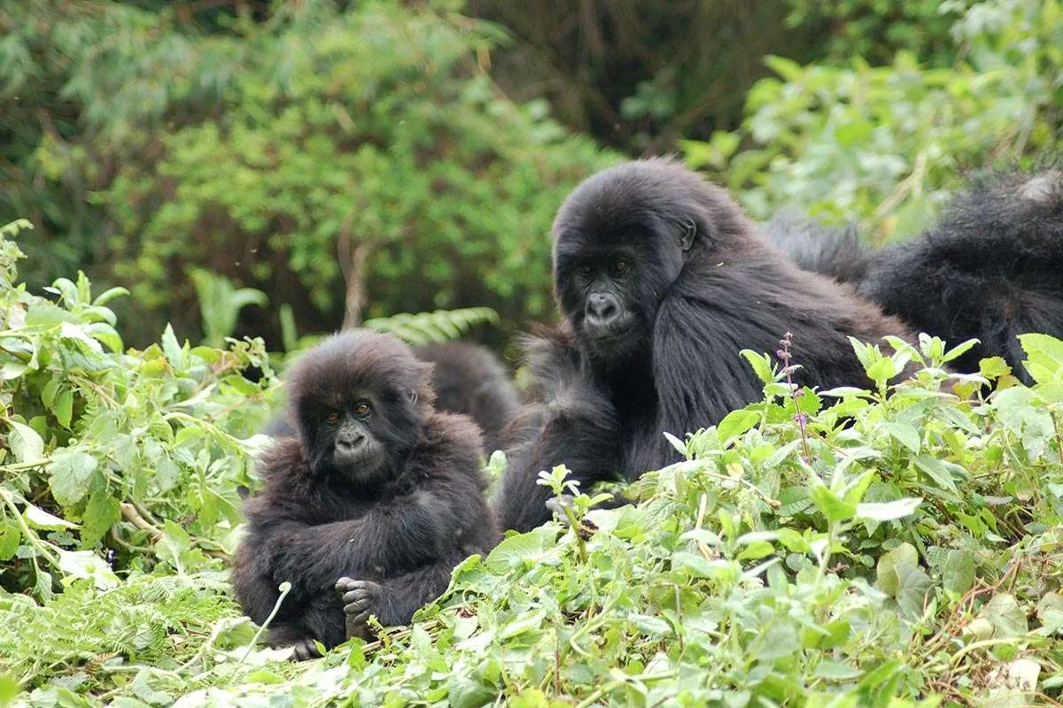 Mountain Gorilla vs Lowland Gorilla