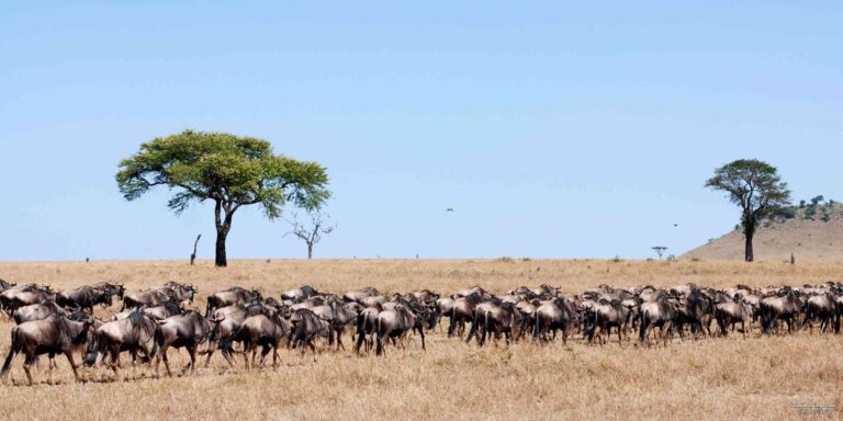 Combination Safaris