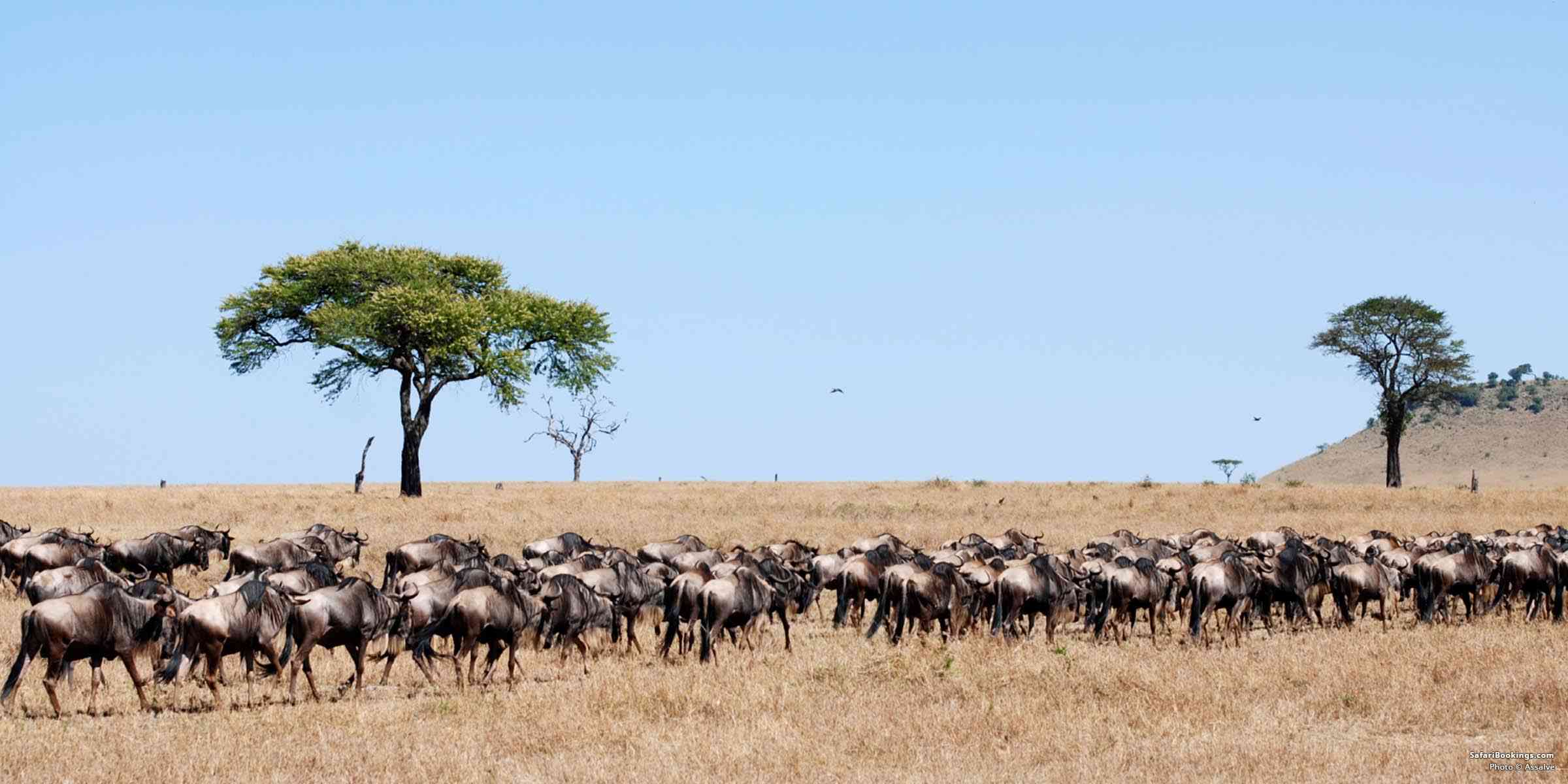 Serengeti vs Maasai Mara: Which Safari Destination Is Better?