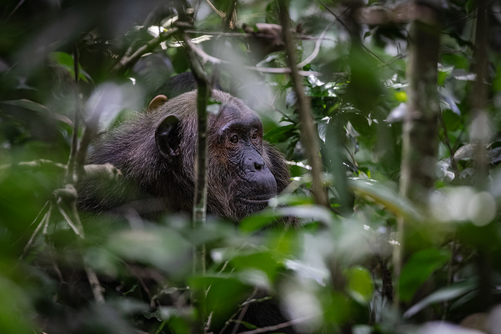 Mountain Gorilla vs Lowland Gorilla: What’s the Difference?