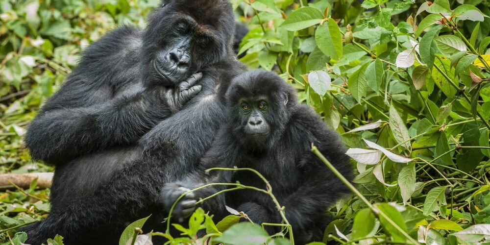 Congo Gorilla Trekking vs Rwanda Gorilla Trekking