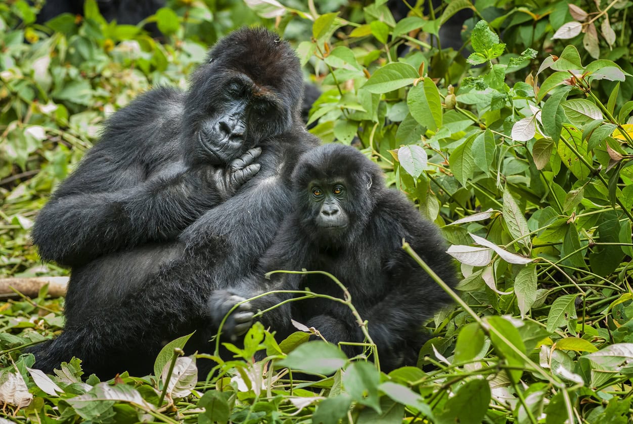 Congo Gorilla Trekking vs Rwanda Gorilla Trekking