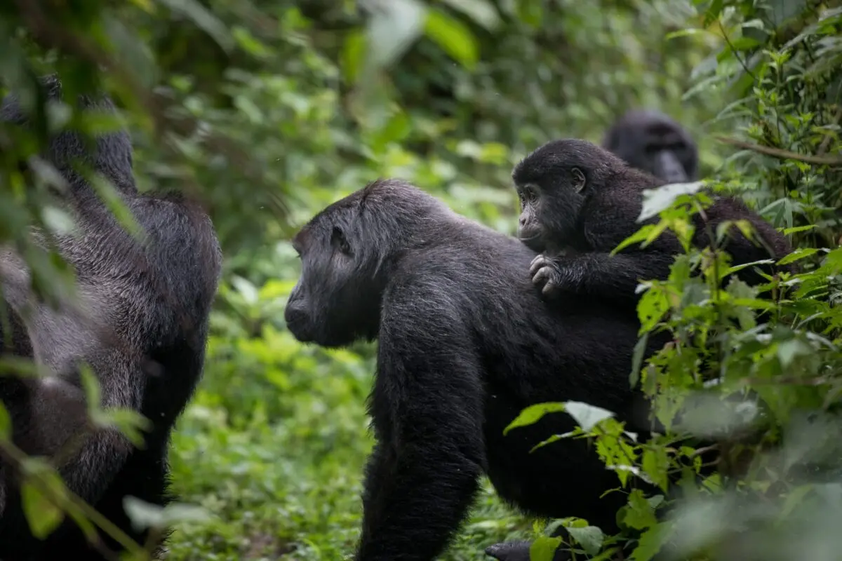 Bwindi Impenetrable National Park vs Volcanoes National Park