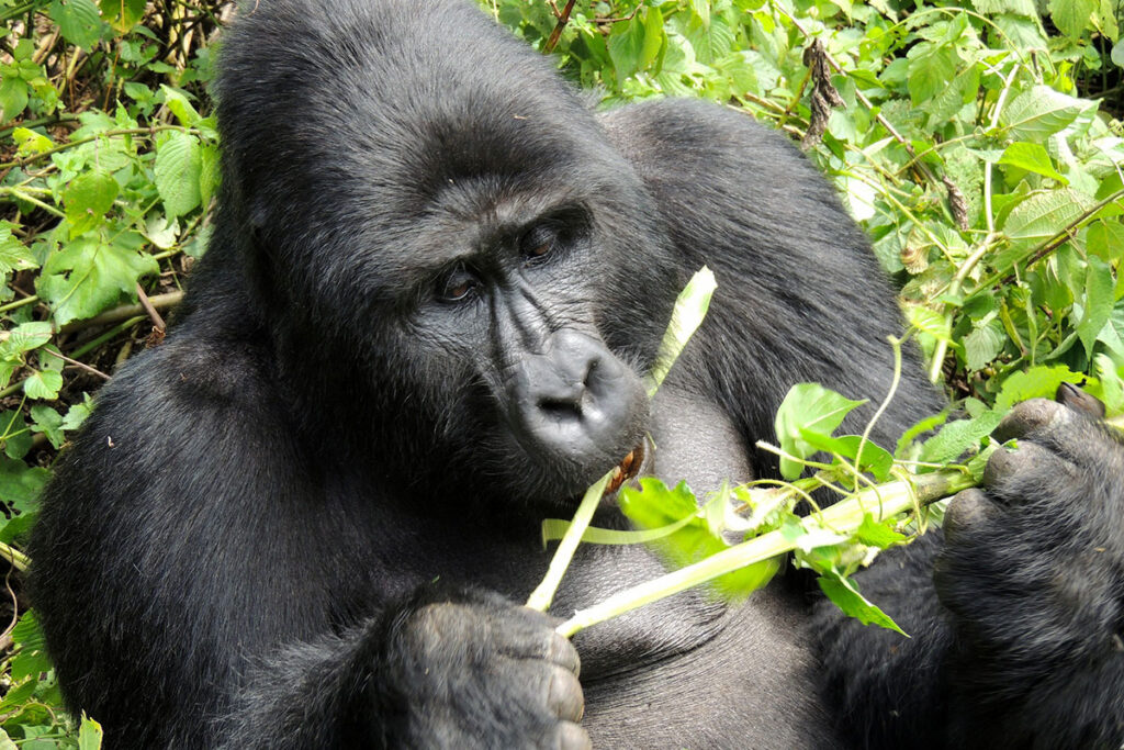 Bwindi vs Virunga National Park