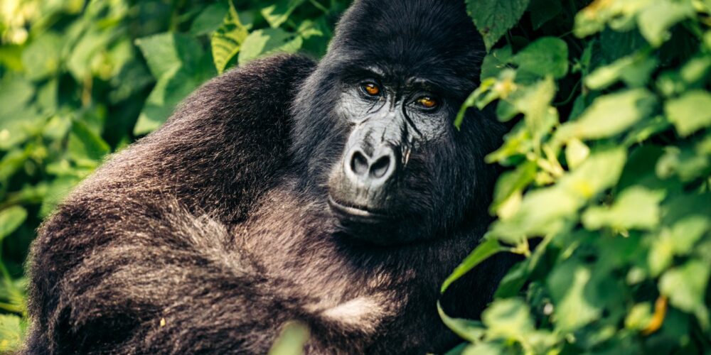 Ruhija vs. Buhoma sector Bwindi