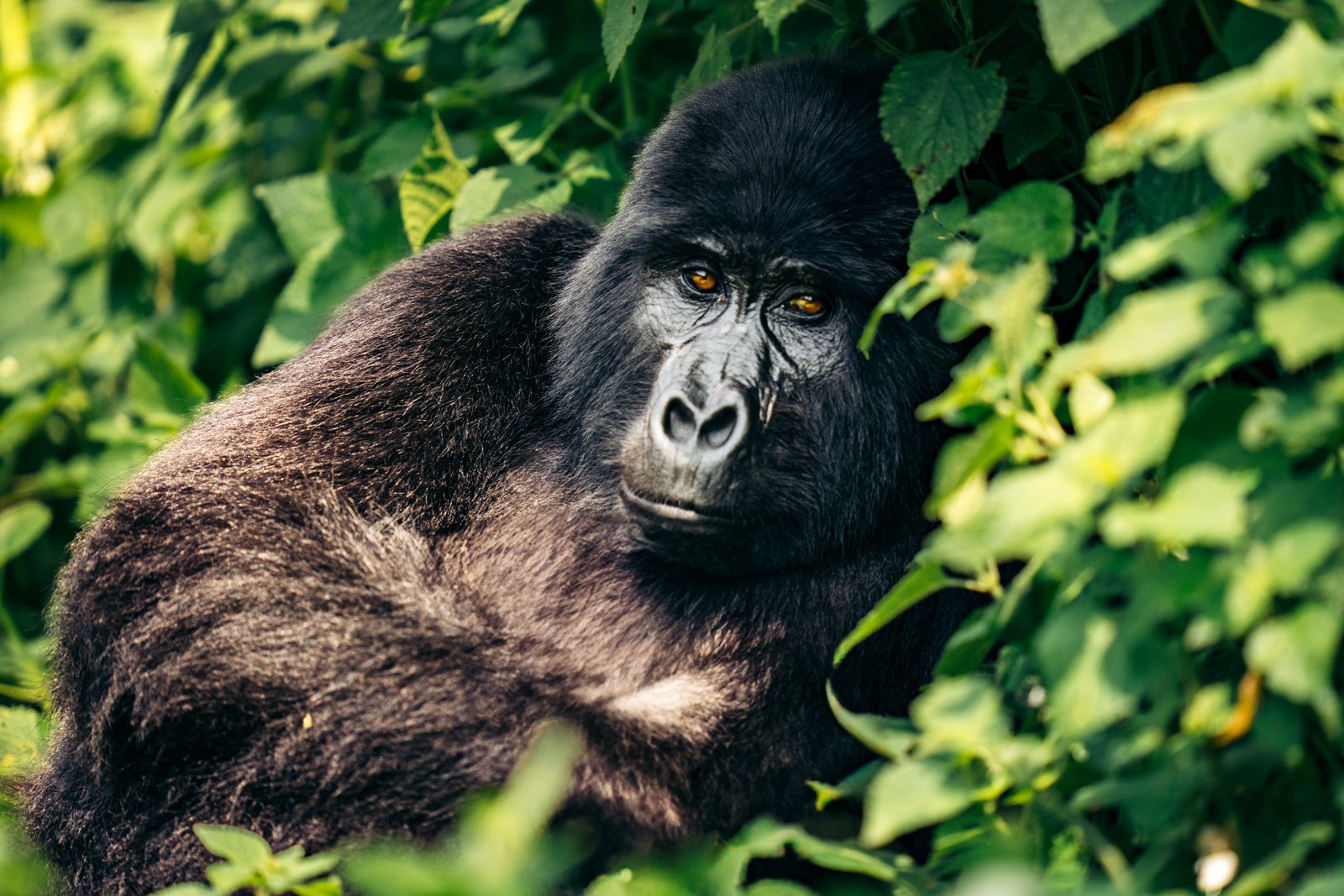 Ruhija vs Buhoma Sector Bwindi