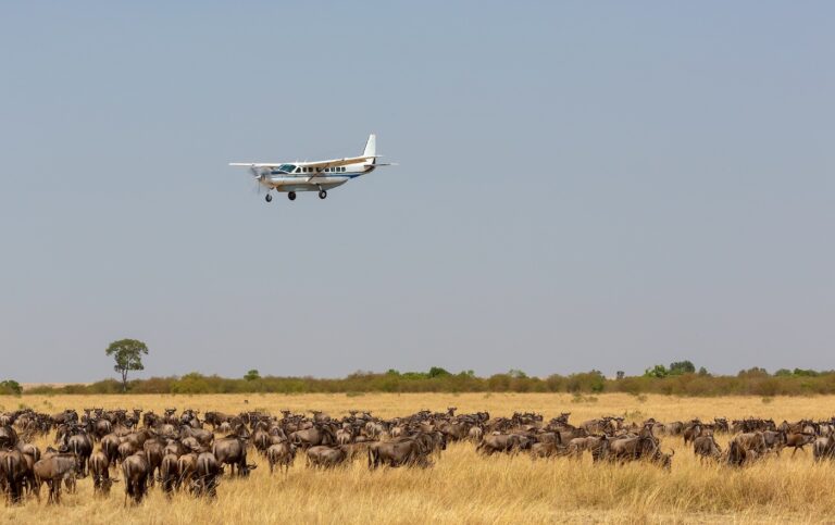 Fly-in Safari vs Road Safari Tanzania