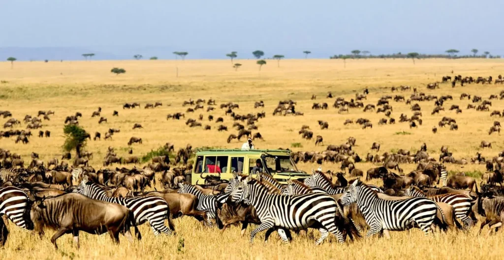 Rwanda Safari vs Kenya Safari