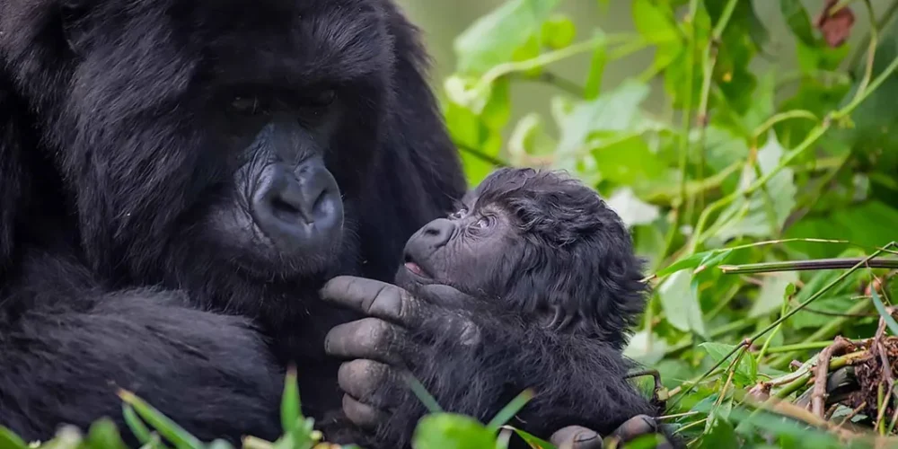 Bwindi vs Mgahinga cost comparison