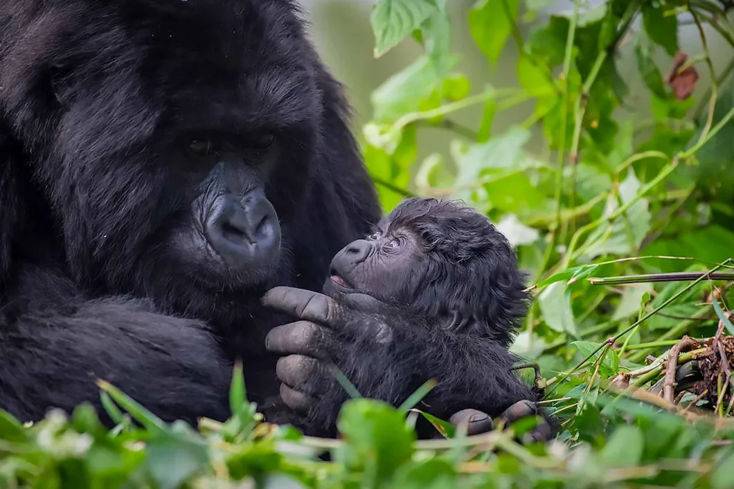 Bwindi vs Mgahinga Gorilla Trekking Cost Comparison
