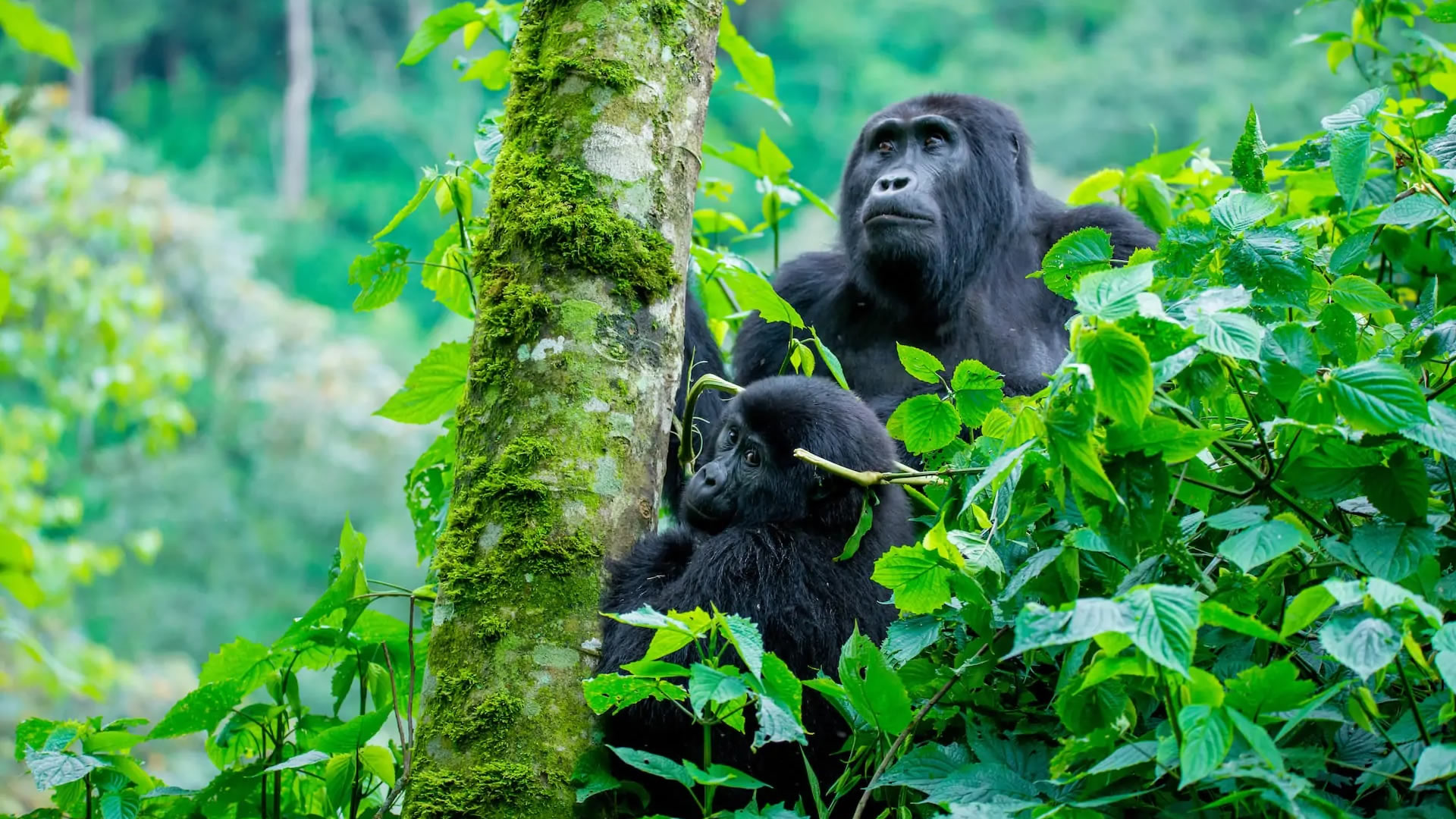 Volcanoes National Park vs Bwindi