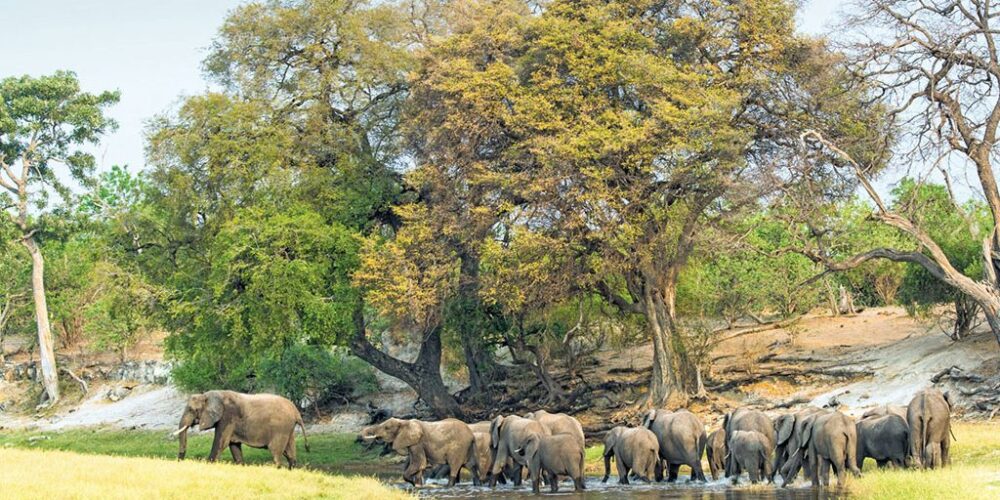 Uganda Safari vs. Tanzania Safari