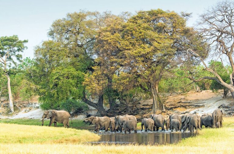 Uganda Safari vs Tanzania Safari: Which African Adventure Is Better?