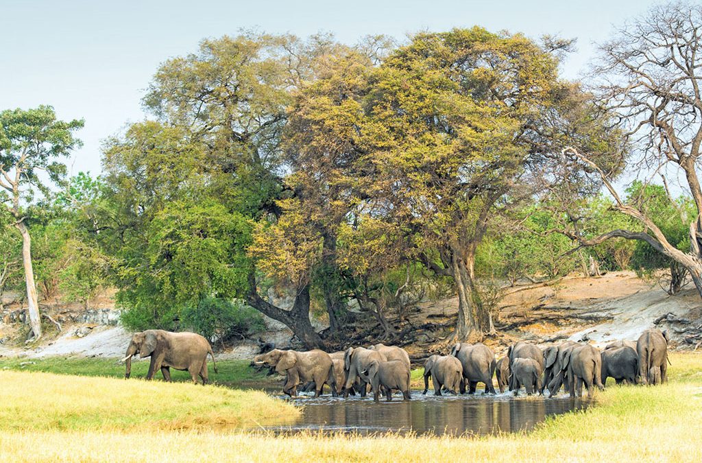 Uganda Safari vs Tanzania Safari: Which African Adventure Is Better?