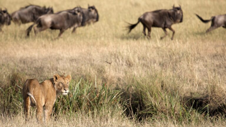 Tanzania Safari vs Kenya Safari: Which Is Better for Your African Adventure?