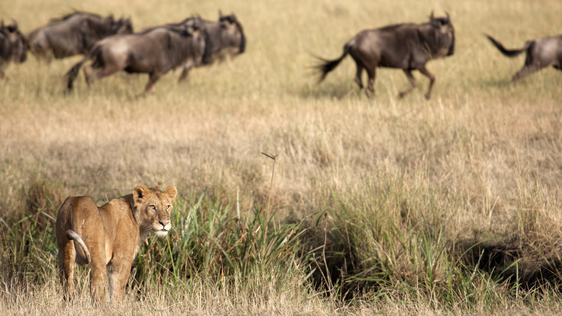 Tanzania Safari vs Kenya Safari: Which Is Better for Your African Adventure?