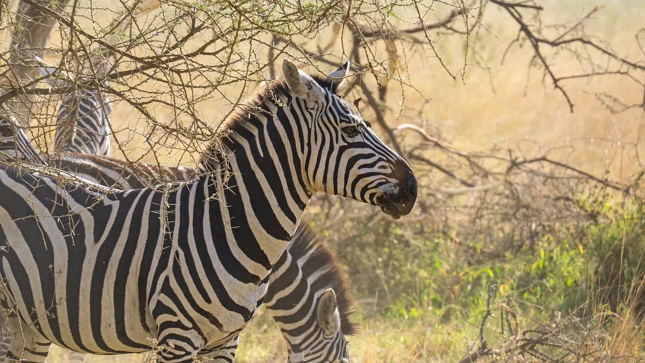 Ngorongoro Crater vs Serengeti: Which Safari Destination Is Better?