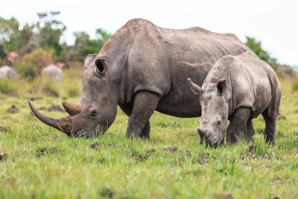 White Rhino Ziwa Sanctuary