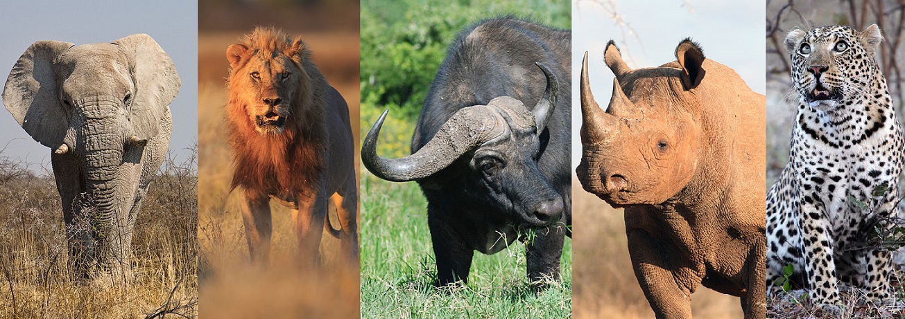 Big Five Africa