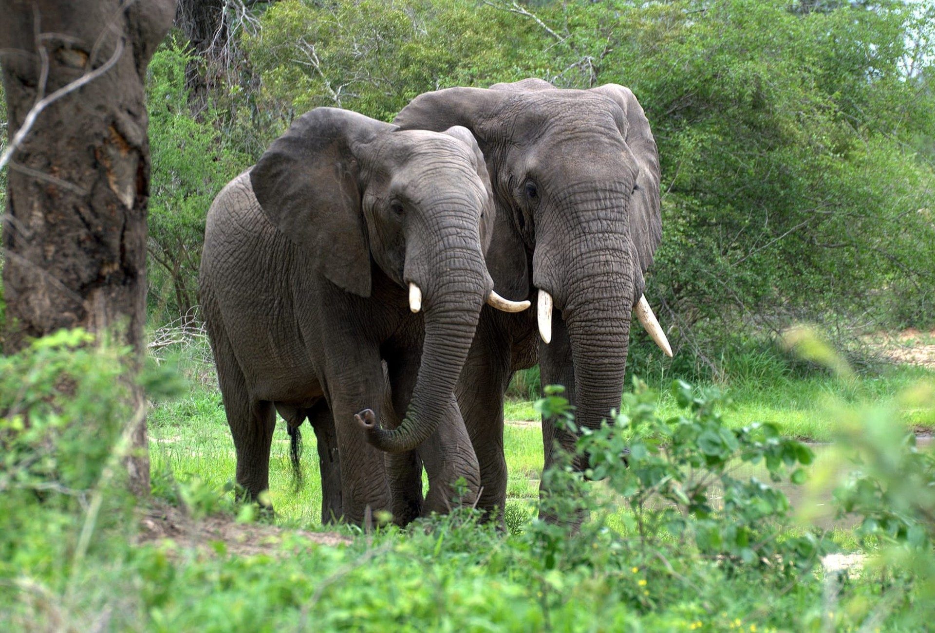 Forest Elephants Congo Basin