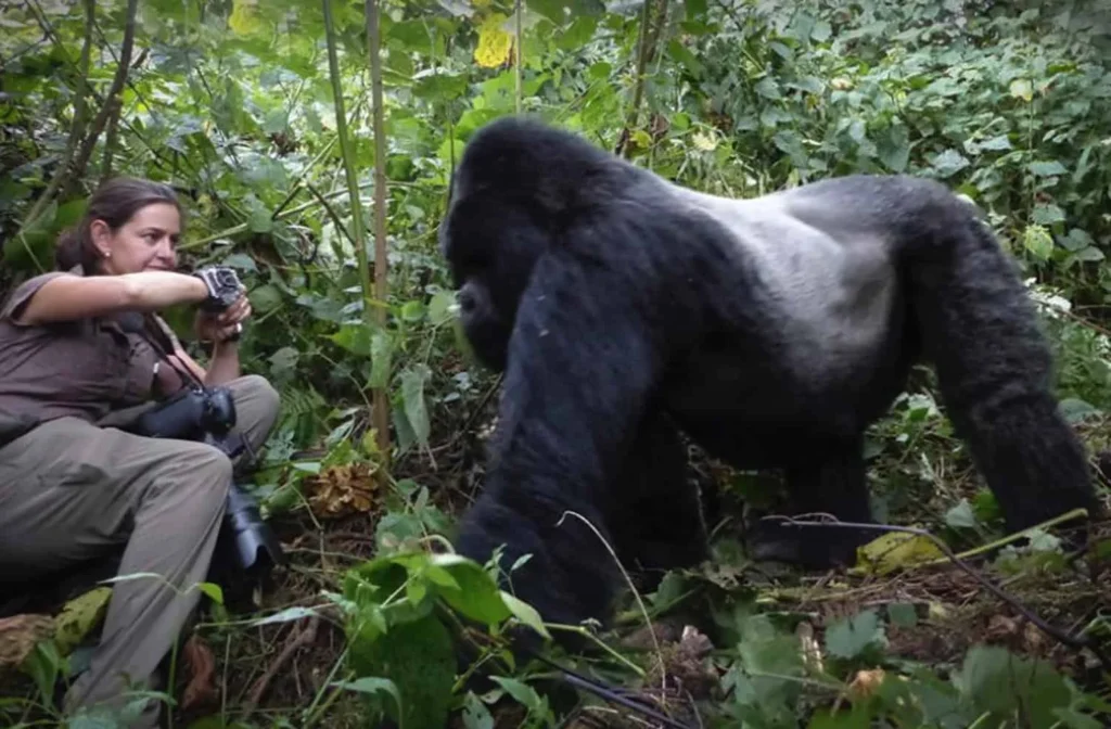 Can You Touch Gorillas During Trekking?