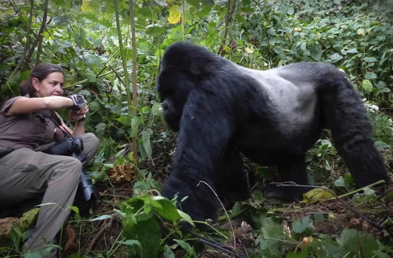 Can You Touch Gorillas During Trekking?