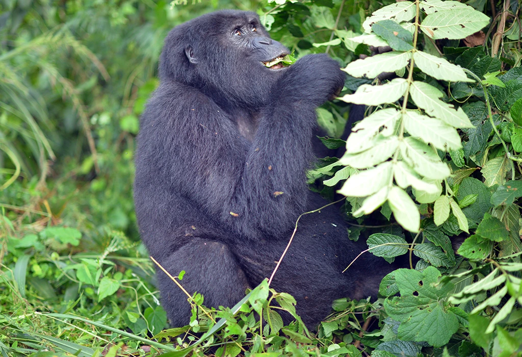 Is Gorilla Trekking Ethical?