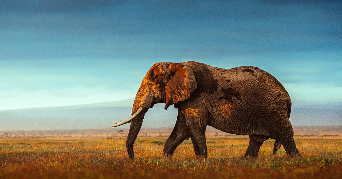 Endangered Species East Africa