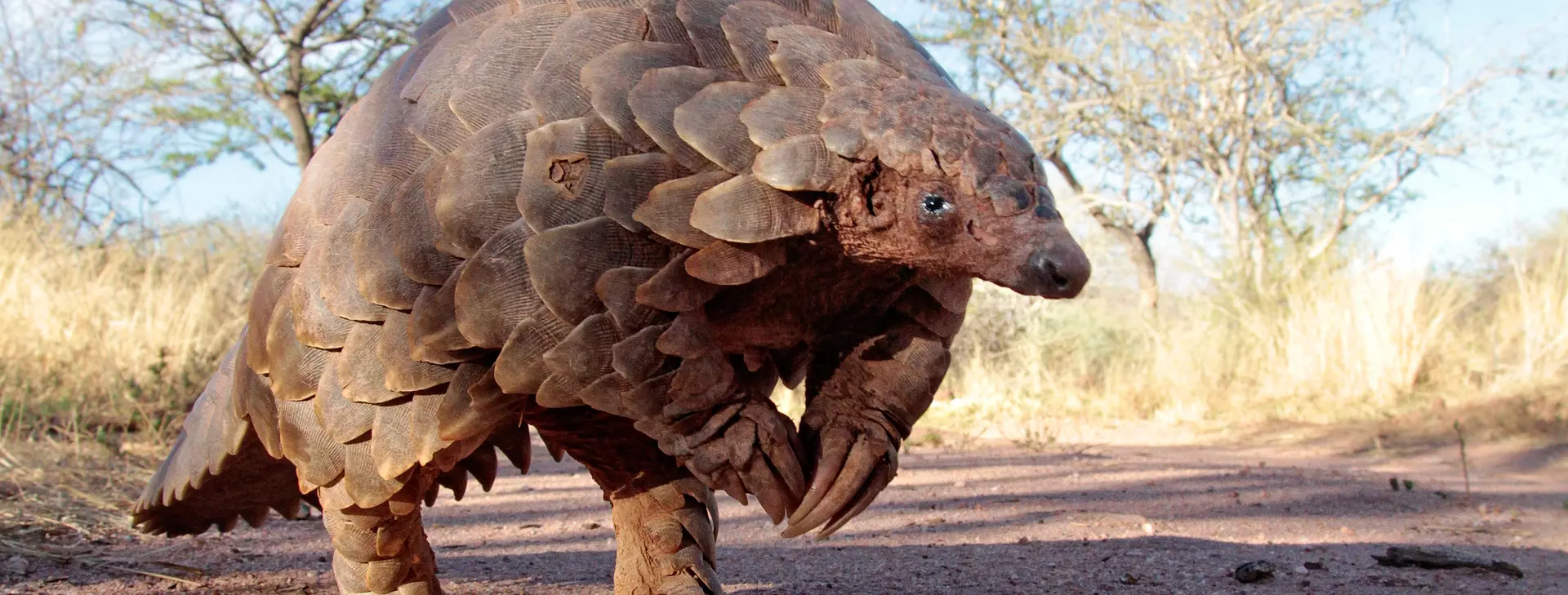 Pangolin Conservation Africa