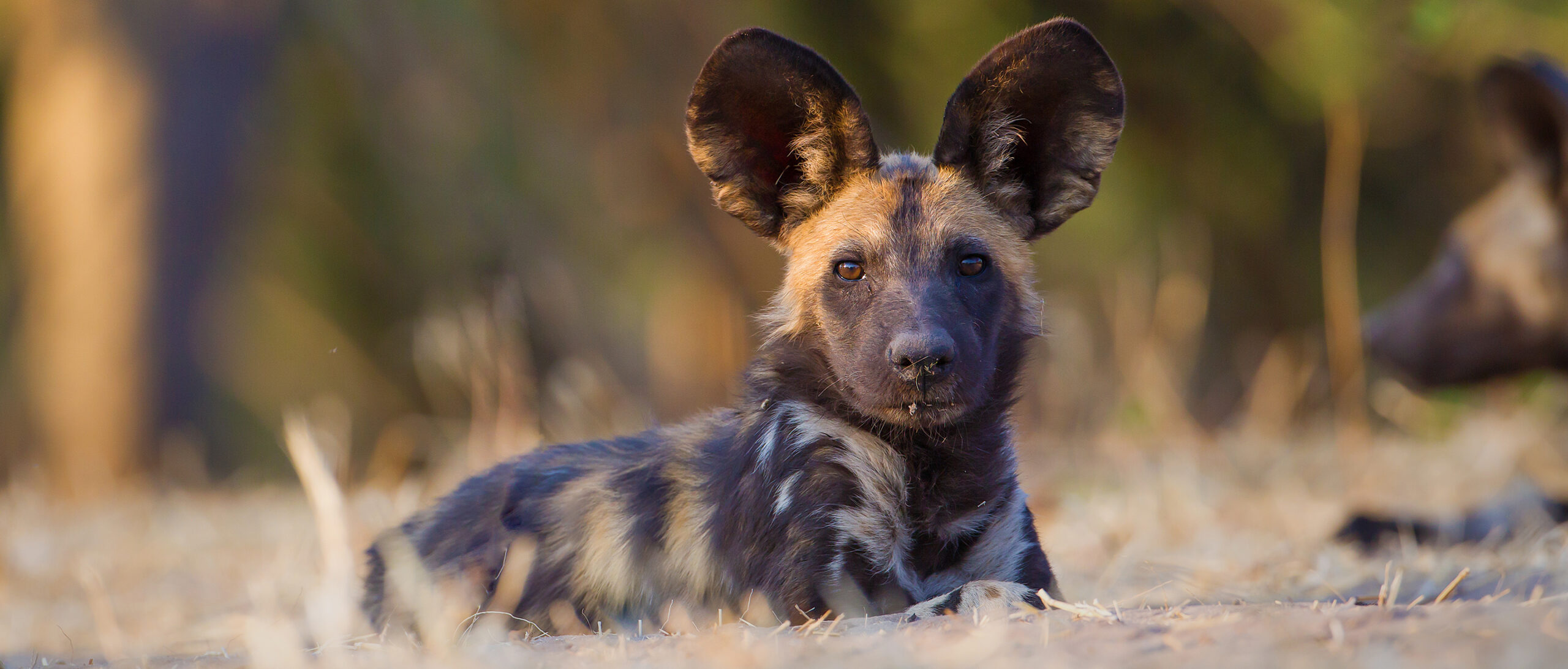 African Wild Dog Conservation