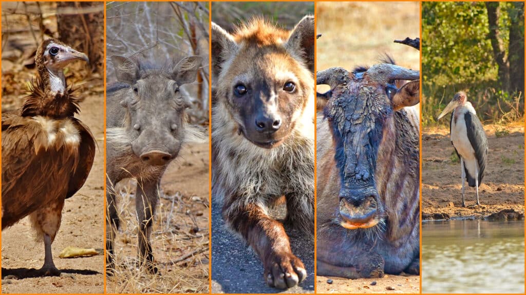 Ugly Five Africa