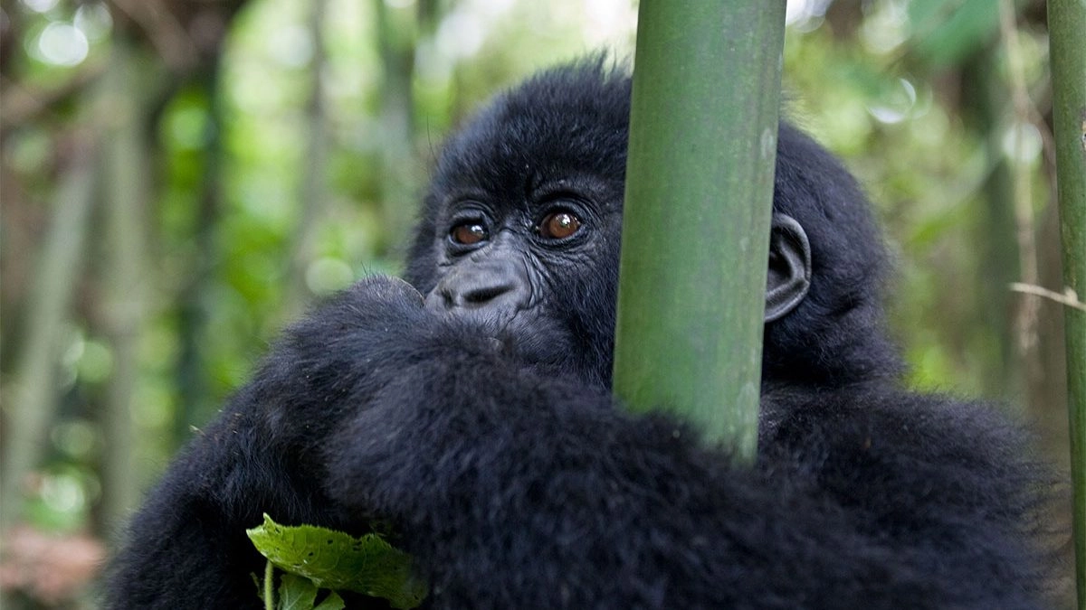 Gorilla Trekking Permit Validity Period
