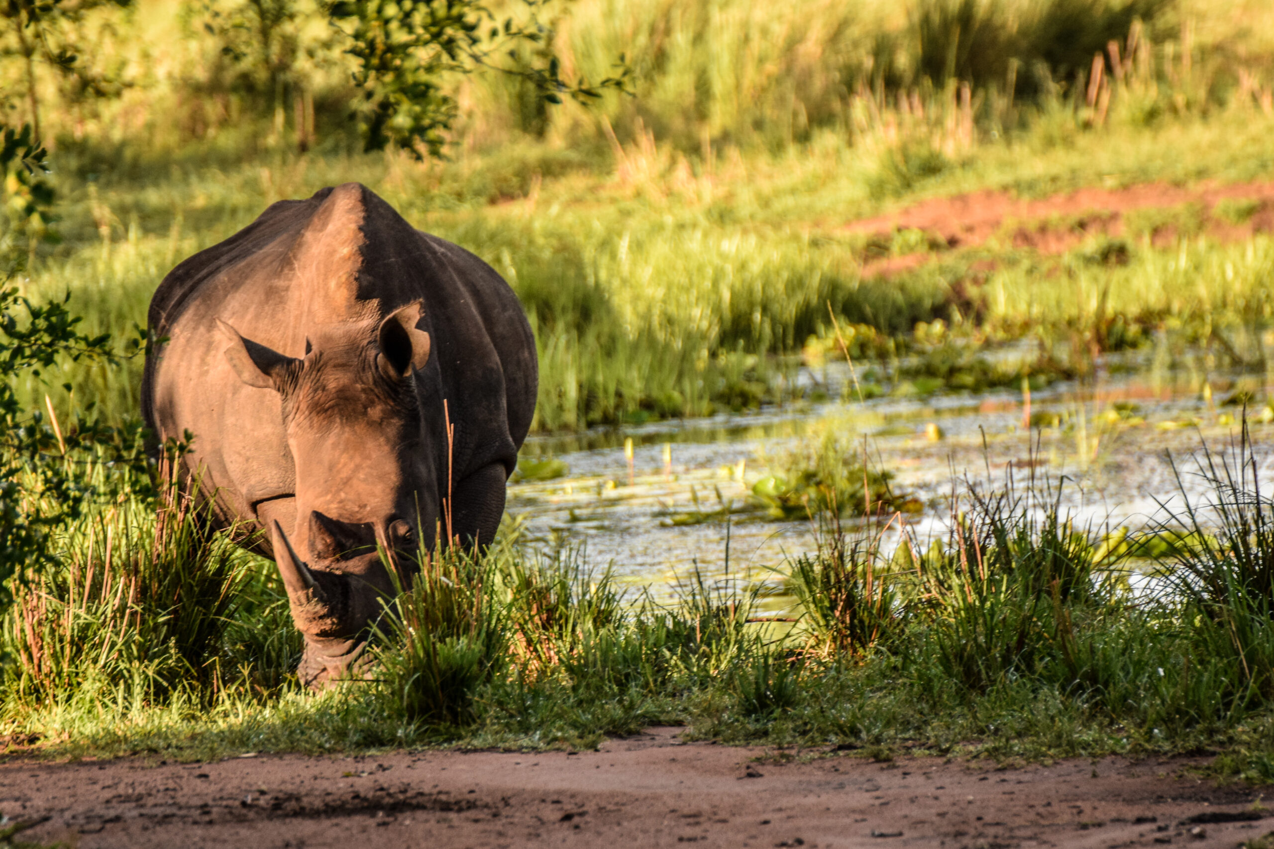 Black Rhino Conservation Uganda