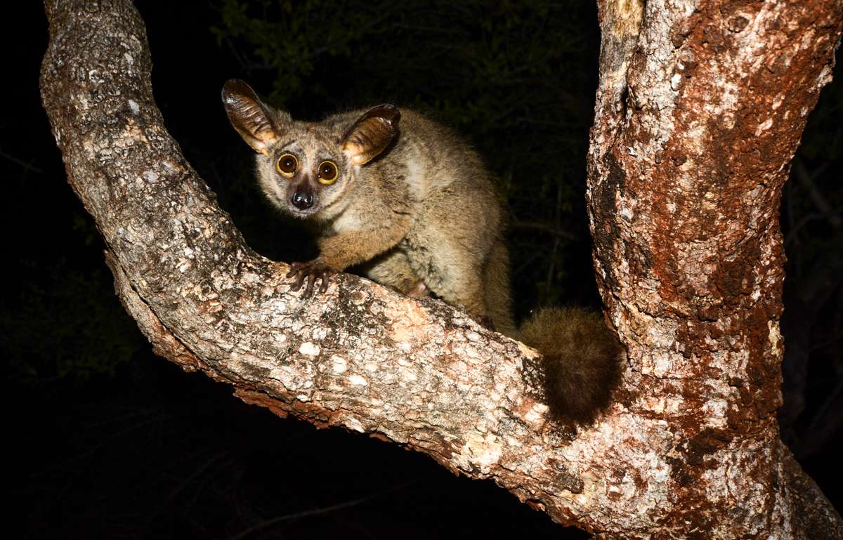 Nocturnal Animals Safari